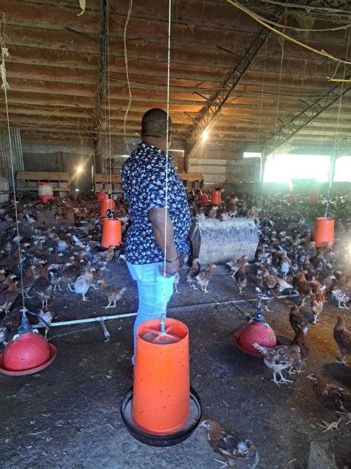 A mentor in a floral shirt looks over a poultry house full of chickens during a farm visit
